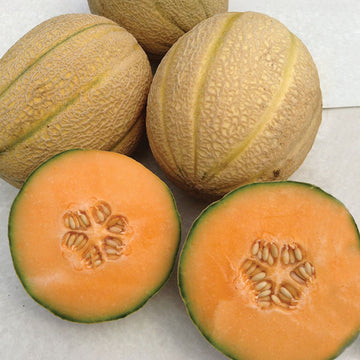 Melon Afterglow F1 Seed