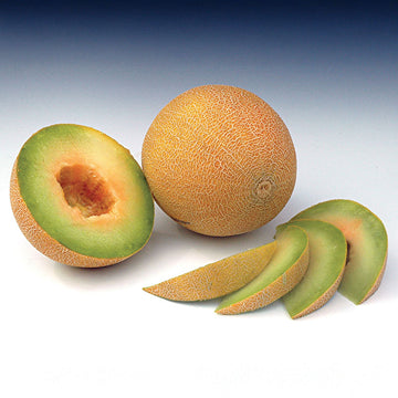 Melon Masada F1 Seed