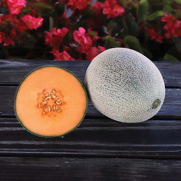 Melon Shockwave F1 Seed