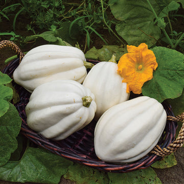 Squash Mashed Potatoes F1 Seed