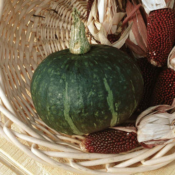 Squash Special Export F1 Seed