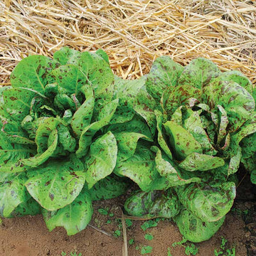 Lettuce Freckles Seed