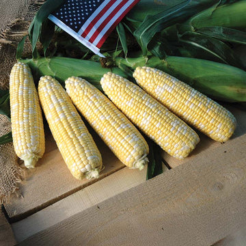 Sweet Corn American Dream F1 Seed