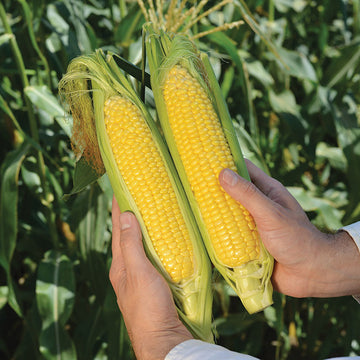 Sweet Corn Candice F1 Seed