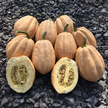 Squash Baked Potatoes F1 Seed
