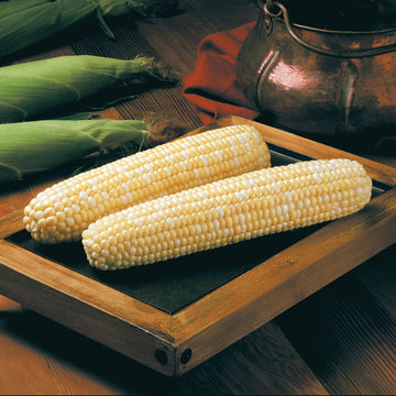 Sweet Corn Biotech BC0805 F1 Seed