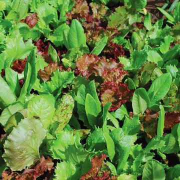 Lettuce Heirloom Cutting Blend Organic Seed