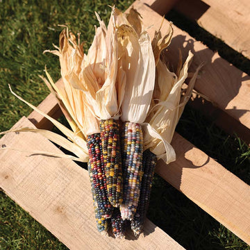 Ornamental Corn Glass Gem Organic Seed