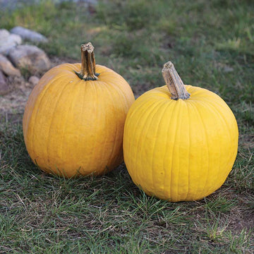 Pumpkin Mellow Yellow F1 Seed