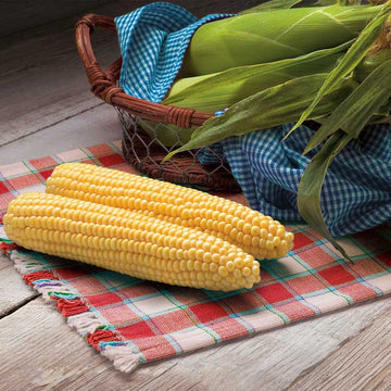 Sweet Corn Biotech Protector F1 Seed