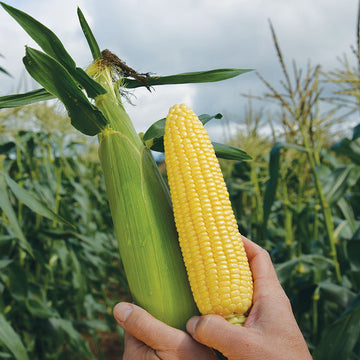 Sweet Corn Elle F1 Seed