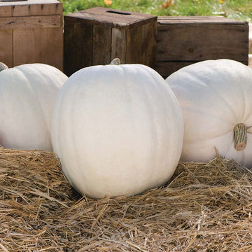 Pumpkin Polar Bear F1 Seed