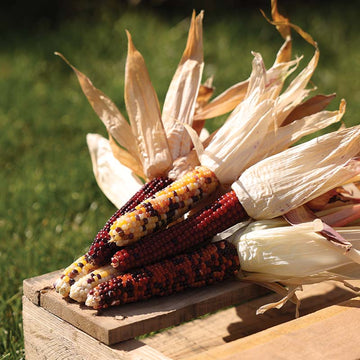 Ornamental Corn Firecracker Seed