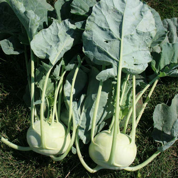 Kohlrabi Konan F1 Seed