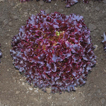 Lettuce Brentwood MTO Organic Seed