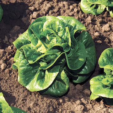 Lettuce Newham MTO Organic Seed