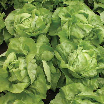 Lettuce Merkurion Seed