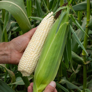 Sweet Corn Coronado F1 Seed