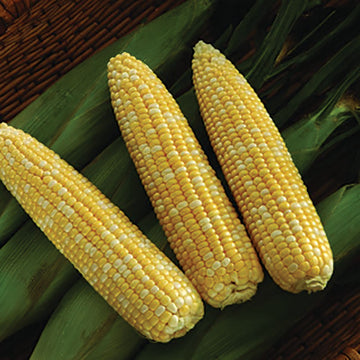 Sweet Corn Biotech SV9014SB F1 Seed