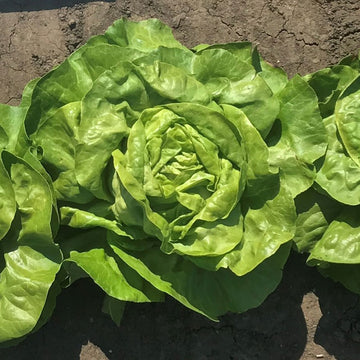 Lettuce Milagro MTO Organic Seed