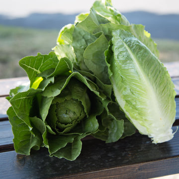 Lettuce Jara MTO Organic Seed