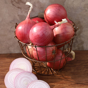 Onion Blush F1