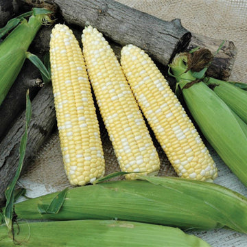 Sweet Corn Catalyst XR F1 Seed