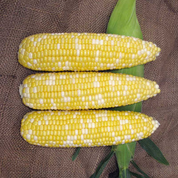 Sweet Corn Biotech SV9010SA F1 Seed