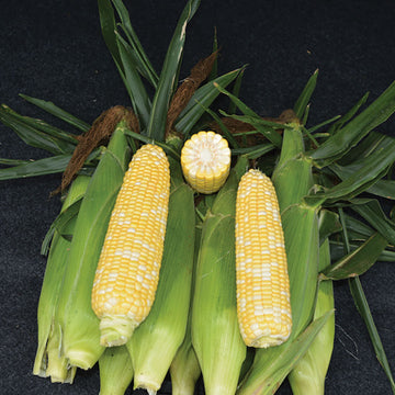 Sweet Corn Biotech Anthem XR II F1 Seed