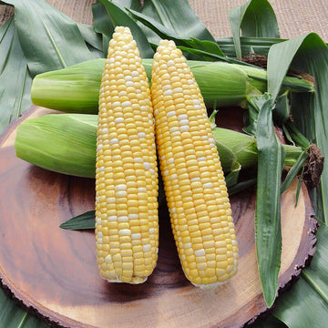 Sweet Corn Crave F1 Seed