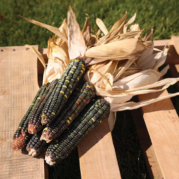 Ornamental Corn Oxacana Green Dent Seed