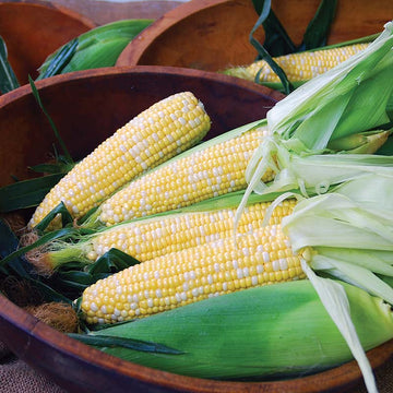 Sweet Corn Epiphany F1 Seed