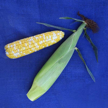 Sweet Corn Biotech Quick Trip F1 Seed