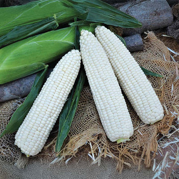 Sweet Corn Endurance MXR F1 Seed