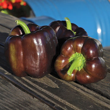 Pepper Dragonfly F1 Seed