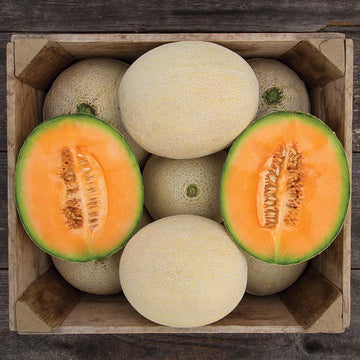 Melon True Love F1 Organic  Seed