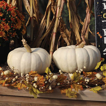 Pumpkin Moonstacker F1 Seed