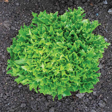 Lettuce Ezpark MTO Organic Seed