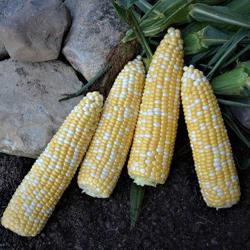 Sweet Corn Bolt XR F1 Seed