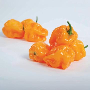 Pepper Chaak F1 Seed