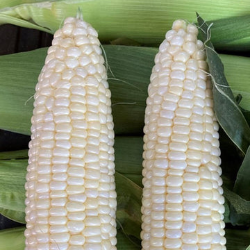 Sweet Corn Biotech Starfighter II F1 Seed