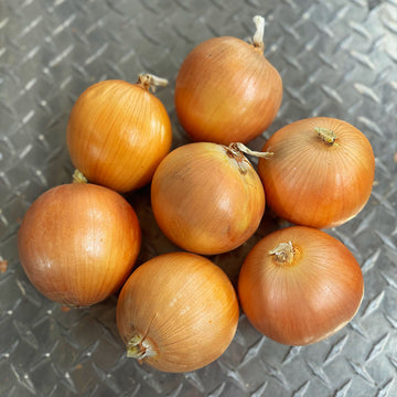 Onion Bradley Live Plants