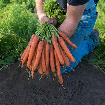 Carrot Mokum F1 Seed