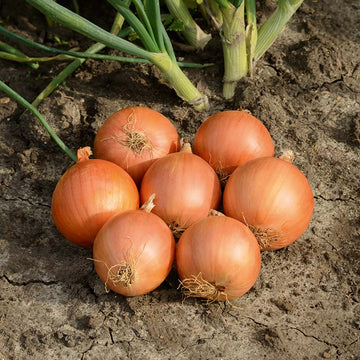 Onion Oneida F1 Seed