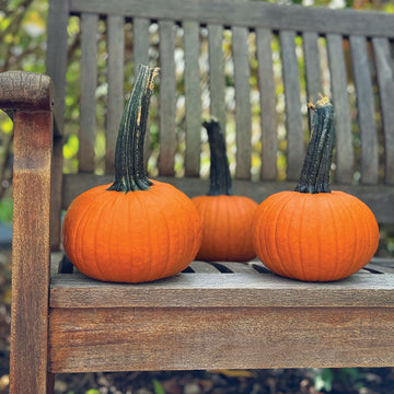 Pumpkin Voodoo F1 Seed