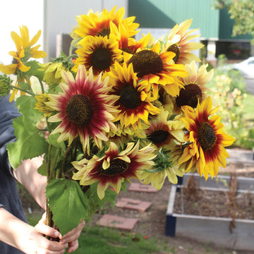 Sunflower Magic Roundabout Mix Seed