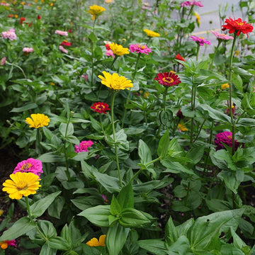 Zinnia Super Yoga Mix Seed