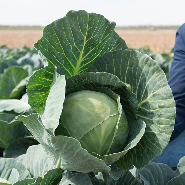 Green Cabbage Seeds