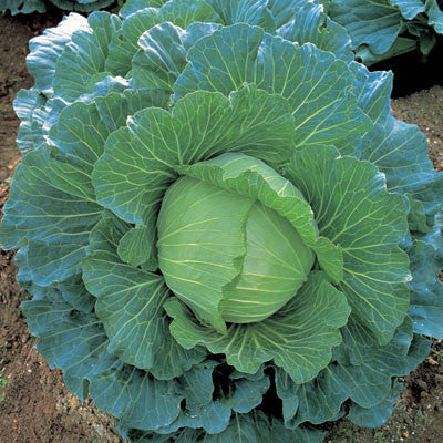 Cabbage Seeds