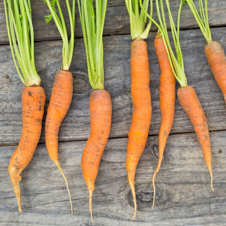 Carrot Seeds